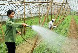 La redistribution des terrains agricoles à Hanoi  - ảnh 2